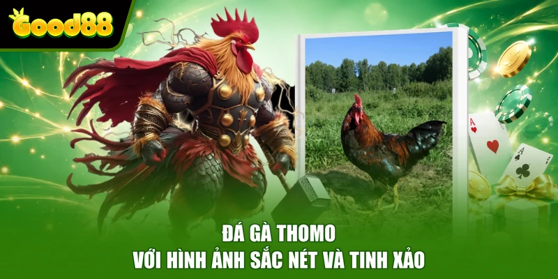 Đá Gà Good88 - Theo Dõi Trận Đấu Sắc Nét Đặt Cược Kịch Tính Đá gà Thomo với hình ảnh sắc nét và tinh xảo