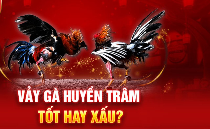 Tìm Hiểu Vảy Gà Huyền Trâm Rất Quý Hiếm Tại Good88 da ga2